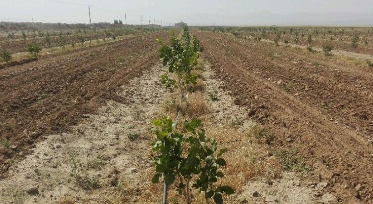 صدای کشاورزان به گوش مسئولان نمی‌رسد